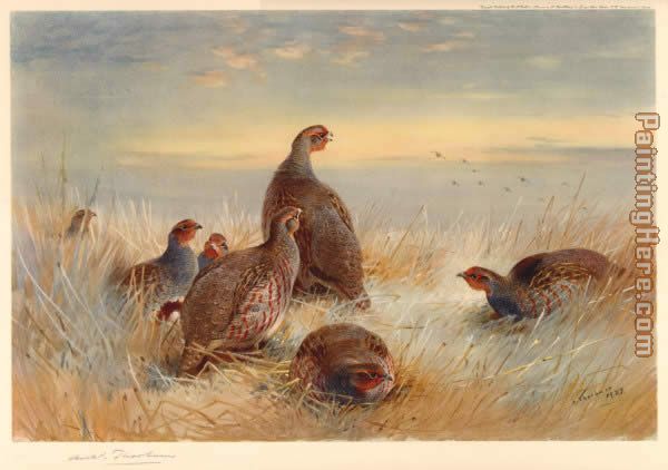 Partridges in the Stubble